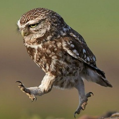 Денис Кораблёв, 08.07.1986, Тирасполь