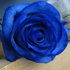 София Хаттум, 06.01, Москва