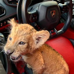 Алим Алмаз, Алматы