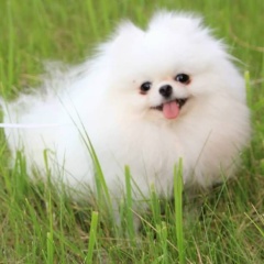 Виктория Пирогова-Грумер Питомникшпиц, 16.05.1976, Губкинский