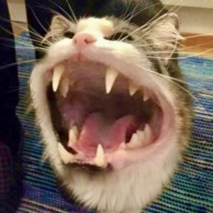 Тимур Еникеев, 11.04