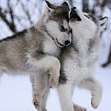 Darhan Daurenhan, 22.05.1999, Алматы