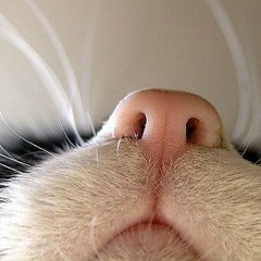 Алексей Юрич, 14.10, Санкт-Петербург