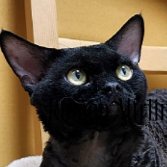 Галина Орлова, 15.08, Санкт-Петербург