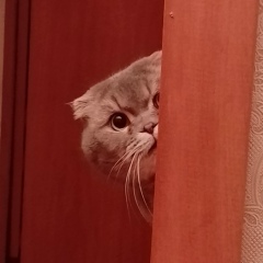 Pulod Niyozmamadov, Душанбе