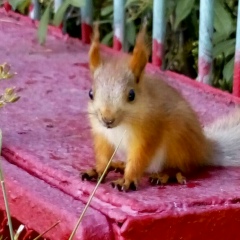 Ваня Башмаков, Алматы