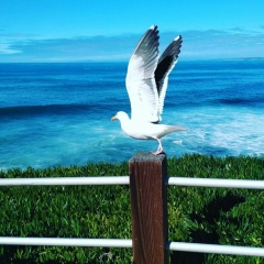 Вячеслав Когай, Владивосток