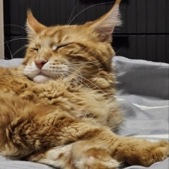 Den Рябышенков, Ростов-на-Дону