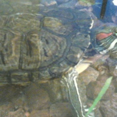 Олег Смирнов, 24.05.1984, Санкт-Петербург