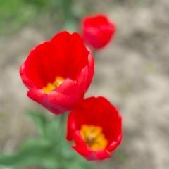 Вера Верочкина, 02.04, Москва