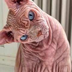 Ахмад Боков, 18.08.1986, Antwerpen