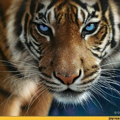 Лесбек Арзыкулов, 08.01.1974, Шымкент