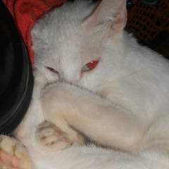 Rayele Marinho, 23.03.1996, Macapá