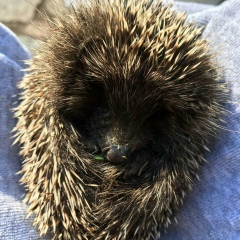 Дима Давиденко, 02.06.1987, Киев