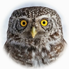 Олег Гвоздев, 27.01, Реутов