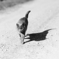 Alexandr Kuliev, Санкт-Петербург