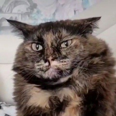 Юлия Жукова, Москва