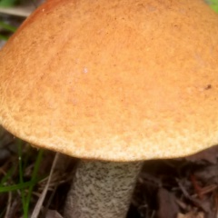 Demon Trushkin, 13.01, Санкт-Петербург