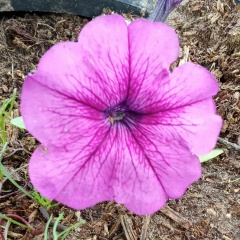 Мариша Александровна, Сыктывкар