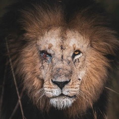 Nuraddin Bilyalov, 20.11, Bursa