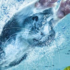 Елена Лукьянчикова, Воронеж