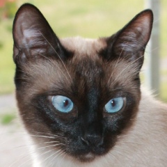 Елена Помыткина, 04.03.1981, Харьков