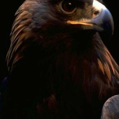 Александр Седов, 10.11, Нижний Новгород