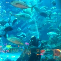 Мажидовский Руслан, Кизляр