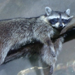 Анна Макарова, Москва