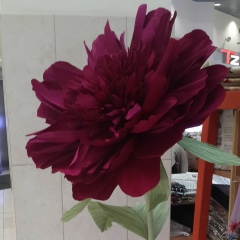 Оксана Мачайтис, 16.11.1967, Санкт-Петербург