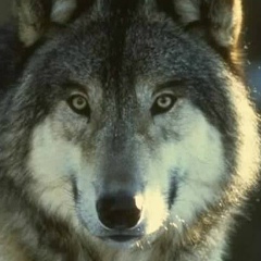 Ярослав Харитонов, 02.01, Красноярск