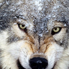 Александр Волков, 29.11.1980