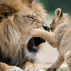 Ваге Галстян, 22.08, Киев