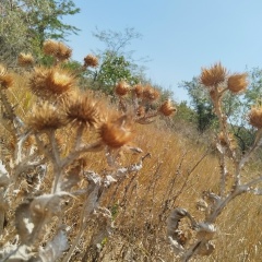 Тина Боброва