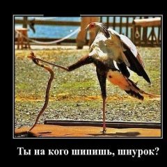 Абу Бакр, Кадамжай