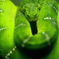 Анна Корепанова, 23.02, Архангельск