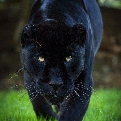 Aisulu Nurmukhambetova, 16.10.1992, Усть-Каменогорск