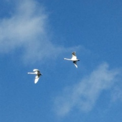Дмитрий Сергеевич, 30.07
