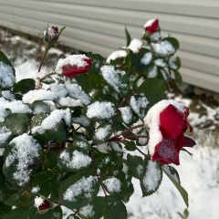 Ирина Гребнева, Новодвинск