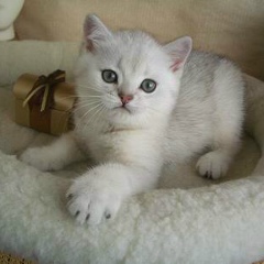 Инна Сметова, 16.01.1989, Челябинск