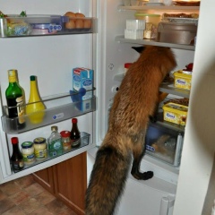 Яна Краверс, 31.10.1984, Perth