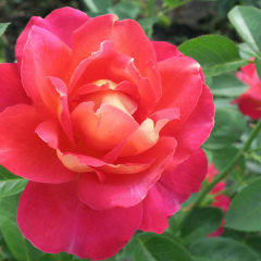 Настя Цветочкина, Казань