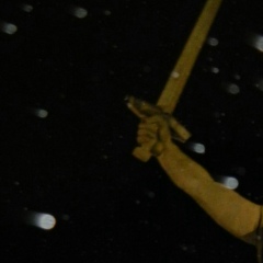 Заур Сикоев, Владикавказ