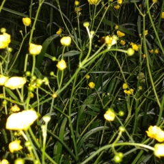 Сергей Востриков, Северск