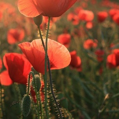 Иван Петров