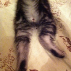 Александра Рогожина, 03.02