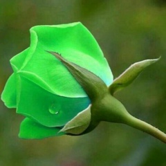 Dilshod Saltaev, 26.04.1989