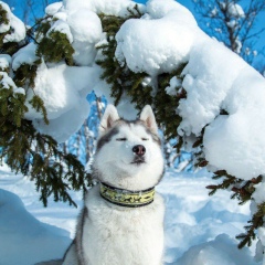 Нурсултан Пернесейт, 21.05, Шымкент