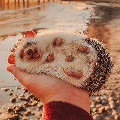 Хана Дания, 26.05