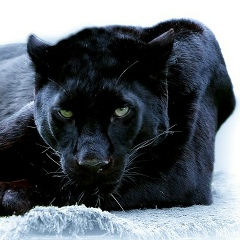 Тамара Алексеева, 29.06.1997, Красноярск